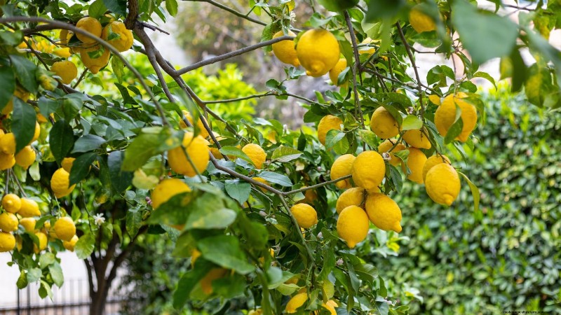 Post-Harvest Pruning for Fruit Trees: A Guide