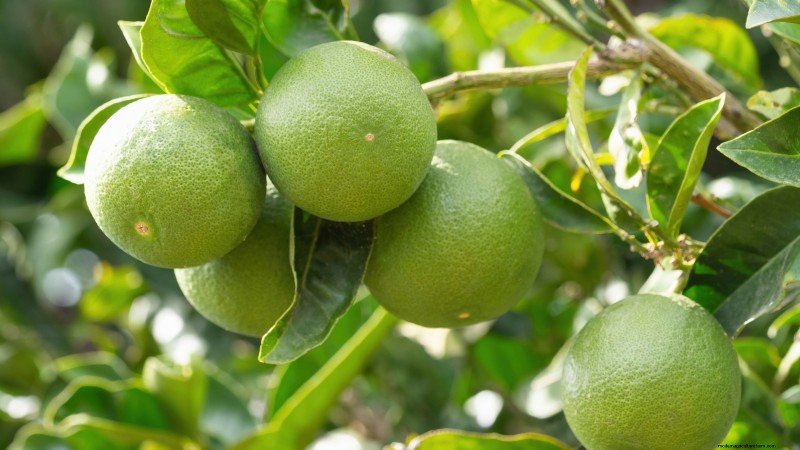 Post-Harvest Pruning for Fruit Trees: A Guide