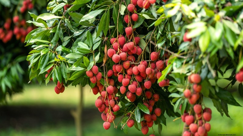 Post-Harvest Pruning for Fruit Trees: A Guide