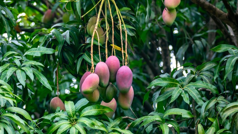 Post-Harvest Pruning for Fruit Trees: A Guide