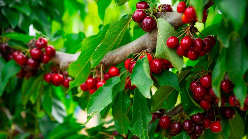 Post-Harvest Pruning for Fruit Trees: A Guide