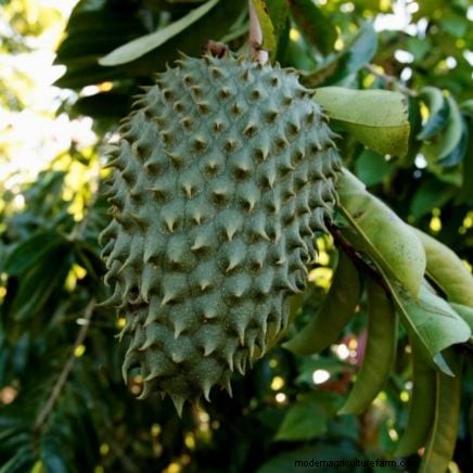 Grow Tropical Fruits in Containers: A Guide for US Gardeners