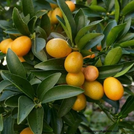 Grow Tropical Fruits in Containers: A Guide for US Gardeners