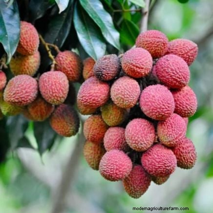 Grow Tropical Fruits in Containers: A Guide for US Gardeners
