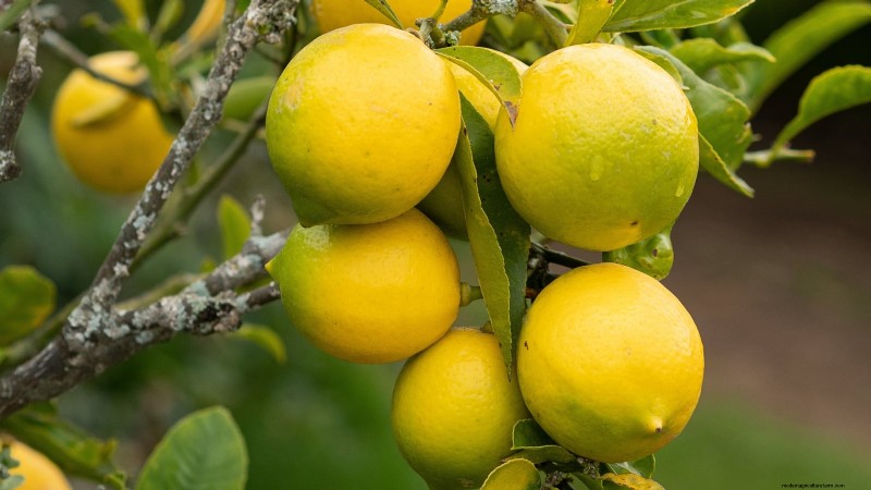 Grow Tropical Fruits in Containers: A Guide for US Gardeners