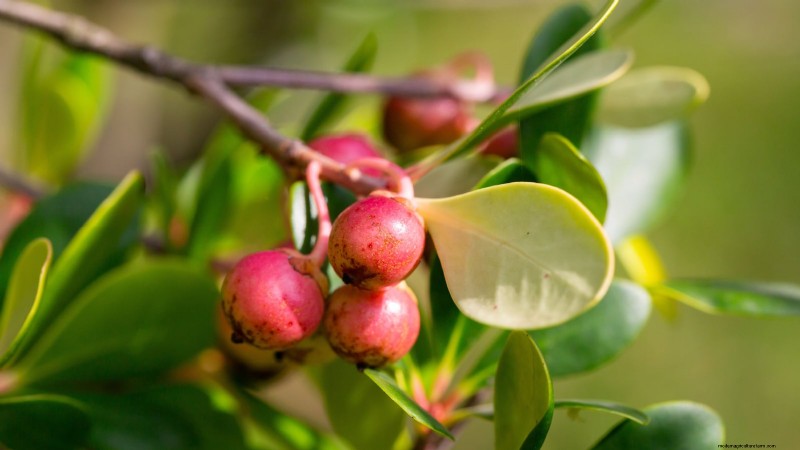 Grow Tropical Fruits in Containers: A Guide for US Gardeners