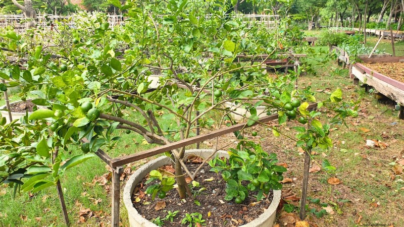 Grow Tropical Fruits in Containers: A Guide for US Gardeners