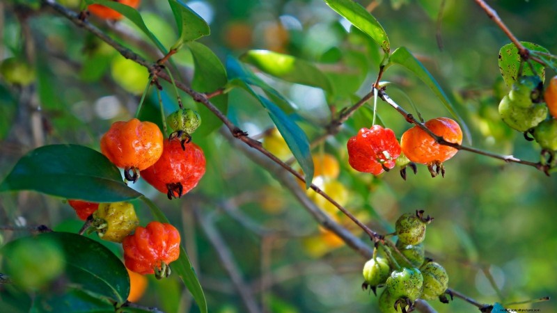 Grow Tropical Fruits in Containers: A Guide for US Gardeners