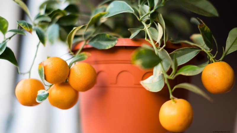Grow Tropical Fruits in Containers: A Guide for US Gardeners