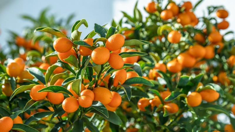 Grow Tropical Fruits in Containers: A Guide for US Gardeners