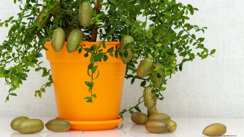 Grow Tropical Fruits in Containers: A Guide for US Gardeners