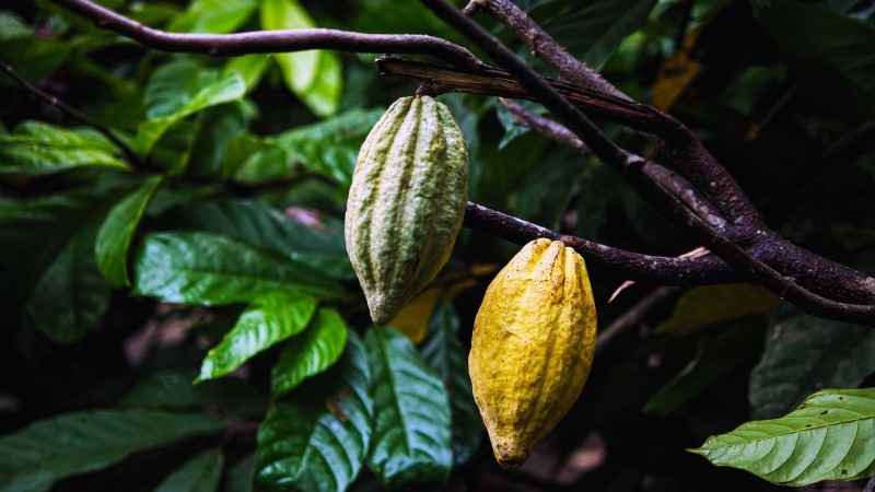 Grow Tropical Fruits in Containers: A Guide for US Gardeners