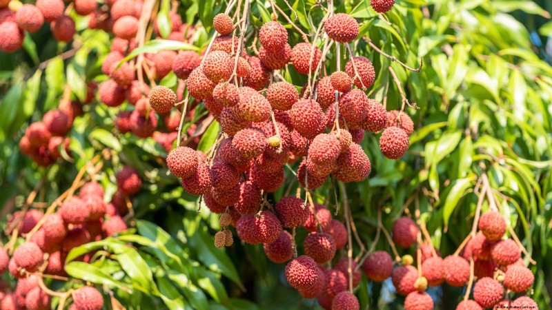Grow Tropical Fruits in Containers: A Guide for US Gardeners