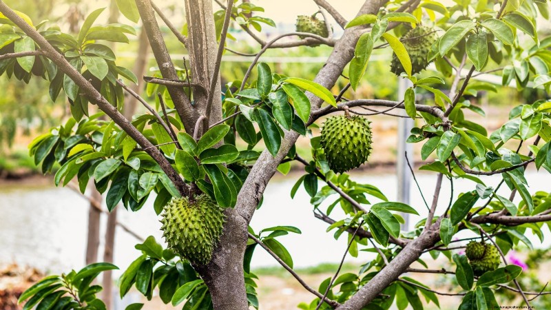 Grow Tropical Fruits in Containers: A Guide for US Gardeners