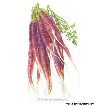 Best Root Vegetables to Start from Seed in August | [Your Website Name]