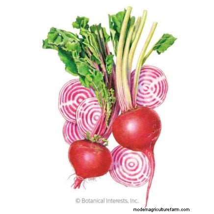 Best Root Vegetables to Start from Seed in August | [Your Website Name]