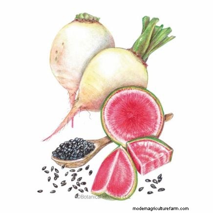 Best Root Vegetables to Start from Seed in August | [Your Website Name]