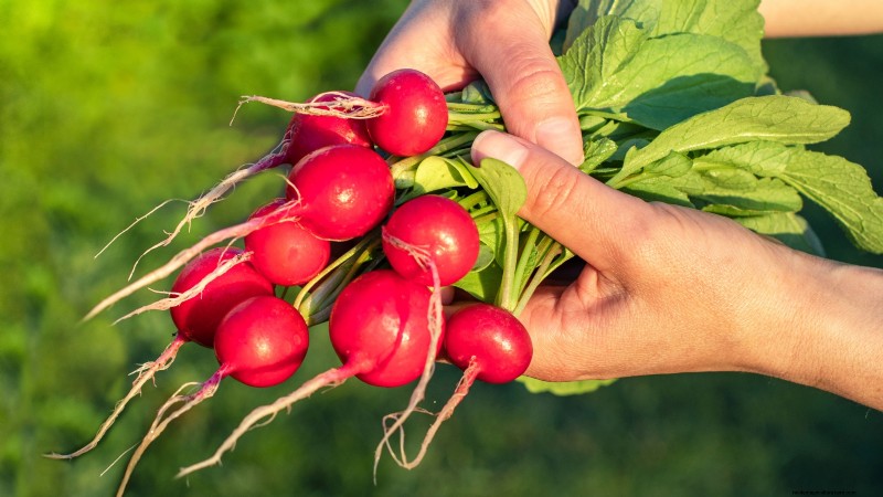 Best Root Vegetables to Start from Seed in August | [Your Website Name]