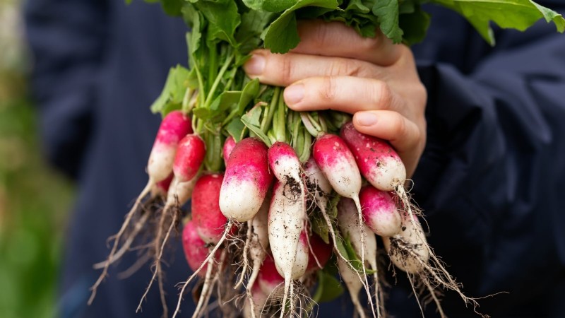 Best Survival Garden Crops for August Planting | Food Security