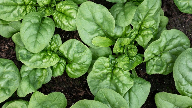 Best Survival Garden Crops for August Planting | Food Security