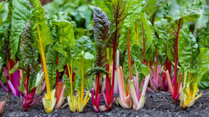 Best Survival Garden Crops for August Planting | Food Security