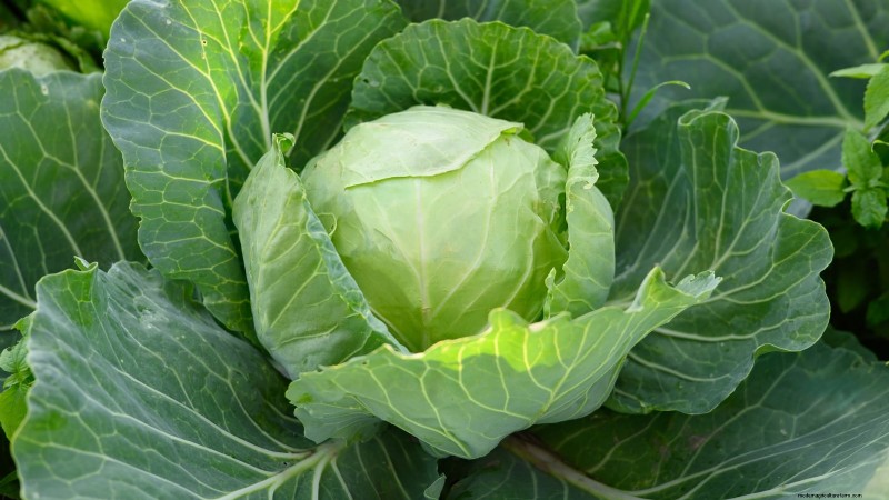 Best Survival Garden Crops for August Planting | Food Security