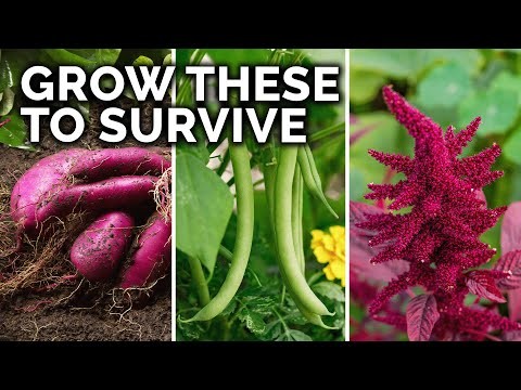 Best Survival Garden Crops for August Planting | Food Security