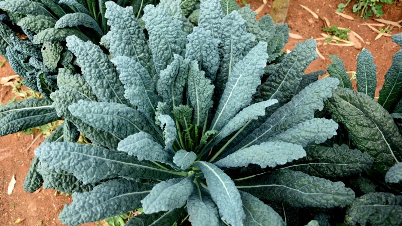 Best Survival Garden Crops for August Planting | Food Security