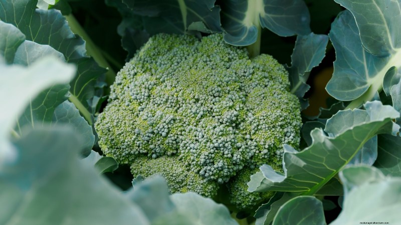 Best Survival Garden Crops for August Planting | Food Security