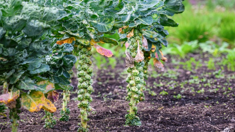 Best Survival Garden Crops for August Planting | Food Security