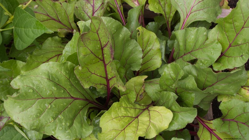 Best Survival Garden Crops for August Planting | Food Security
