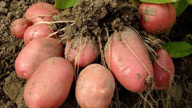 Best Survival Garden Crops for August Planting | Food Security
