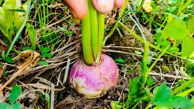 Best Survival Garden Crops for August Planting | Food Security
