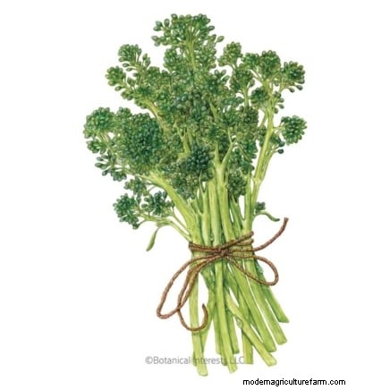 15 Nutrient-Dense Garden Plants to Combat Food Insecurity