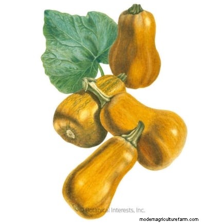 15 Nutrient-Dense Garden Plants to Combat Food Insecurity