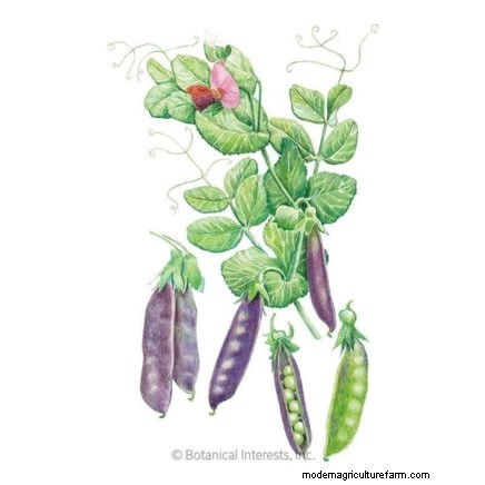 15 Nutrient-Dense Garden Plants to Combat Food Insecurity