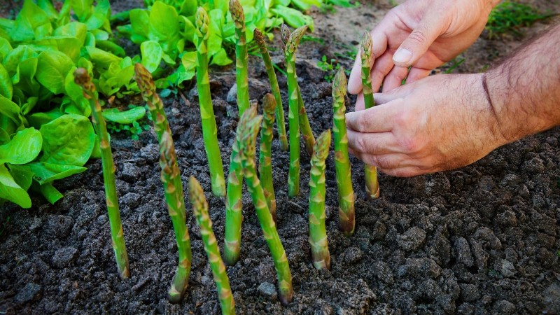 15 Nutrient-Dense Garden Plants to Combat Food Insecurity