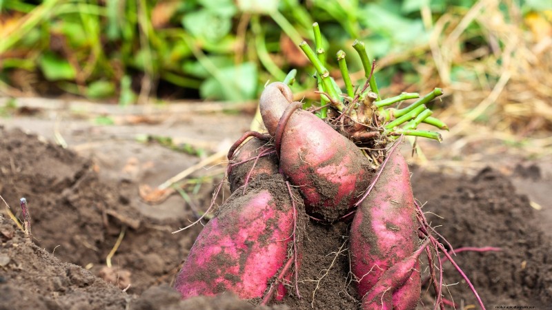 15 Nutrient-Dense Garden Plants to Combat Food Insecurity