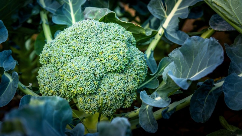 15 Nutrient-Dense Garden Plants to Combat Food Insecurity