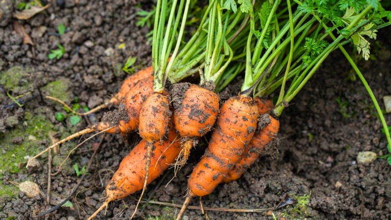 15 Nutrient-Dense Garden Plants to Combat Food Insecurity