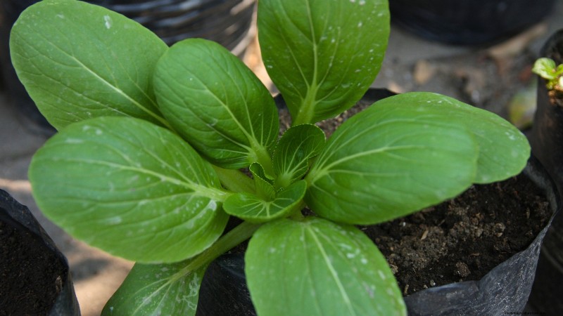 15 Nutrient-Dense Garden Plants to Combat Food Insecurity