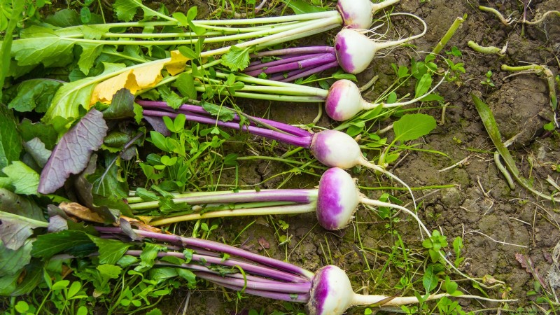 15 Nutrient-Dense Garden Plants to Combat Food Insecurity