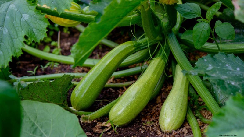 15 Nutrient-Dense Garden Plants to Combat Food Insecurity