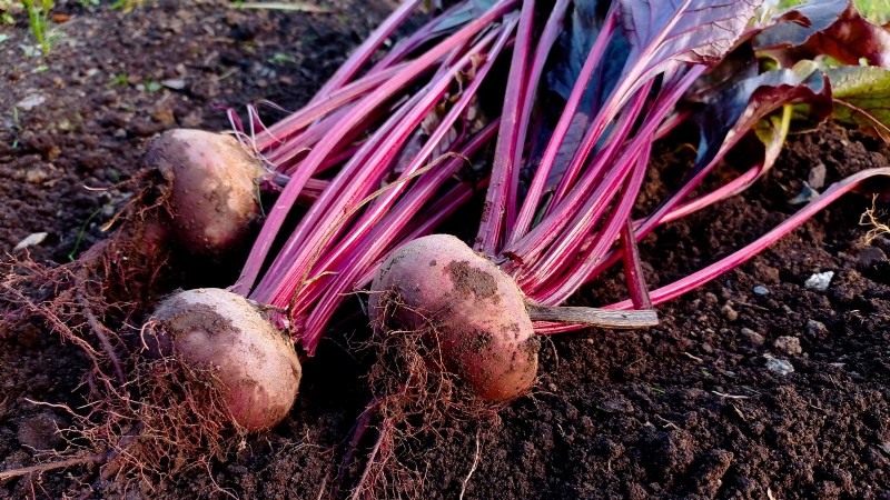 15 Nutrient-Dense Garden Plants to Combat Food Insecurity