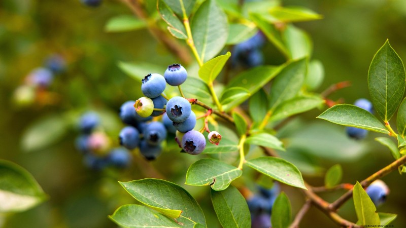 15 Nutrient-Dense Garden Plants to Combat Food Insecurity