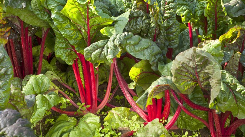 15 Nutrient-Dense Garden Plants to Combat Food Insecurity