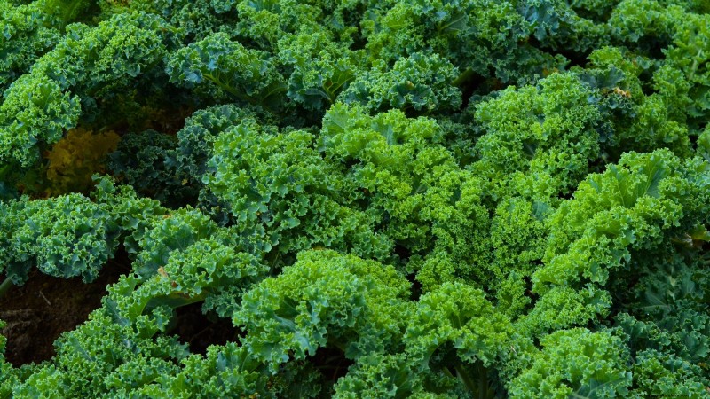 15 Nutrient-Dense Garden Plants to Combat Food Insecurity
