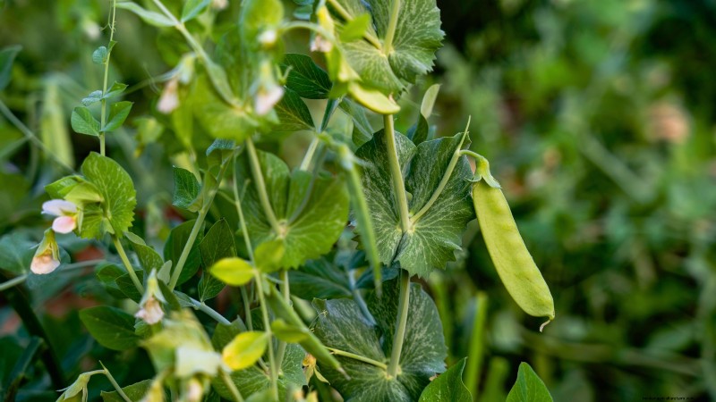 15 Nutrient-Dense Garden Plants to Combat Food Insecurity