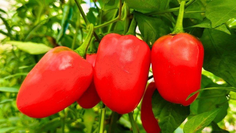 15 Nutrient-Dense Garden Plants to Combat Food Insecurity