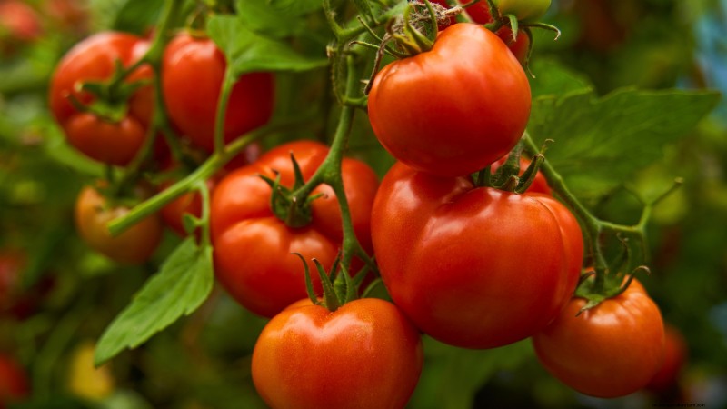 15 Nutrient-Dense Garden Plants to Combat Food Insecurity
